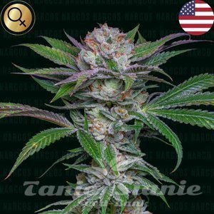 Sabroso Cherry - NARCOS SEEDS - 1