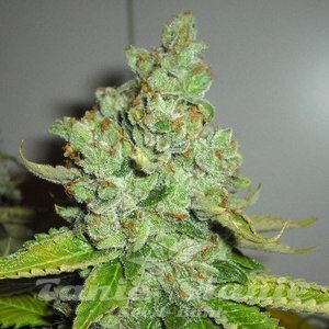 SFV OG Kush - THE CALI CONNECTION - 4