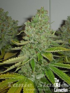 SFV OG Kush - THE CALI CONNECTION - 1