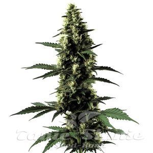 Blimburn Seeds