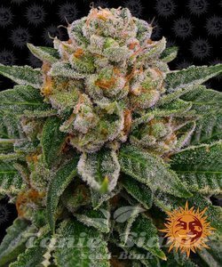 Skywalker OG Auto - BARNEY'S FARM - 2