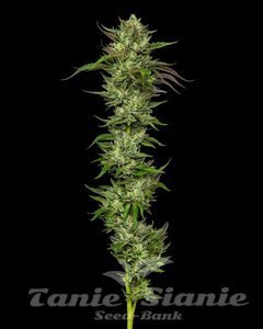 Slightly Stoopid Collie Man Kush - HUMBOLDT SEEDS COMPANY - 1