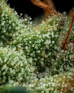 Slightly Stoopid Collie Man Kush - HUMBOLDT SEEDS COMPANY - 3