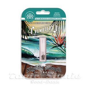 Slightly Stoopid Collie Man Kush - HUMBOLDT SEEDS COMPANY - 5
