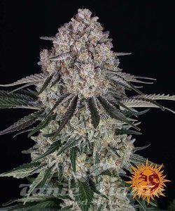 Sour Diesel Auto - BARNEY'S FARM - 1