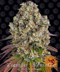 Sour Diesel - BARNEY'S FARM - 1