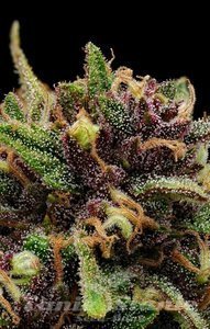 Squirt Auto - HUMBOLDT SEEDS COMPANY - 3