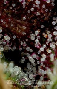 Squirt - HUMBOLDT SEED COMPANY - 3