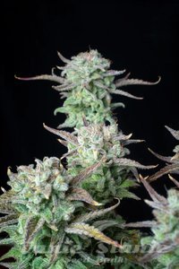 Strawberry Banana Auto - FASTBUDS - 2