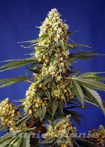 Strawberry Banana Gelato XL Auto - SWEET SEEDS - 1