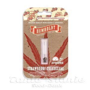 Strawberry Cheesecake Auto - HUMBOLDT SEEDS COMPANY - 3