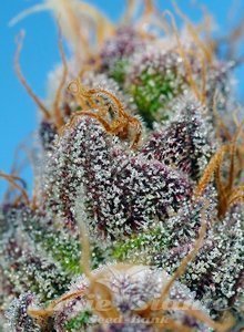 Strawberry Cola Sherbet F1 Fast Version - SWEET SEEDS - 2
