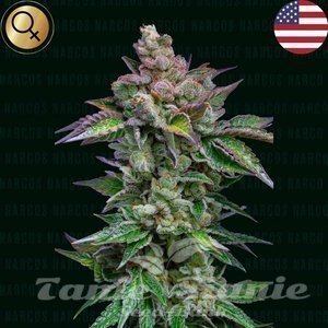 Strawberry Merengue Auto - NARCOS SEEDS - 1