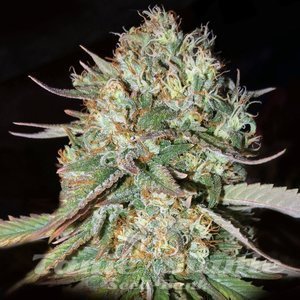 Sunset Sherbet - 1