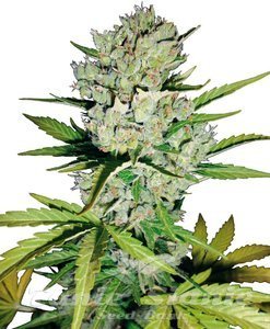 Super Skunk Auto - 1