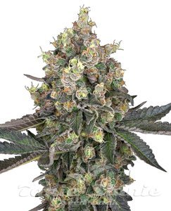 Sweet Berry Breeze - WHITE LABEL - 1