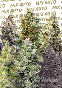 Sweet Mix Auto - SWEET SEEDS - 1