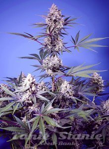 Sweet Monster Mix - SWEET SEEDS - 3