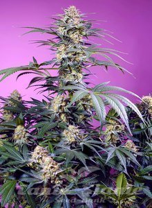 Sweet Monster Mix - SWEET SEEDS - 4