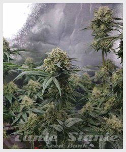 Sweet Pure CBD Auto - 1