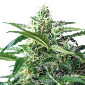 Sweet Skunk Auto - 1