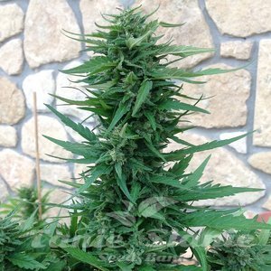 Sweet Tooth Auto - 1