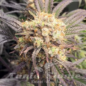 Tangerine Cookies - 1