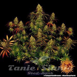 Tangerine Dream - BARNEY’S FARM - 5