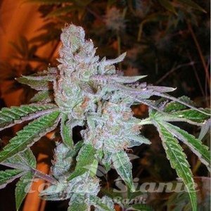 Buddha Tahoe OG - THE CALI CONNECTION - 4