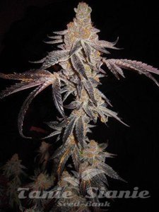 Girl Scout Cookies - THE CALI CONNECTION - 4