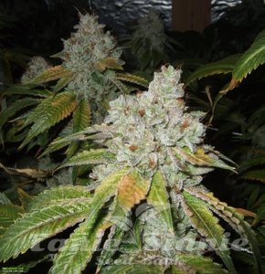 Tahoe OG Kush - THE CALI CONNECTION - 3