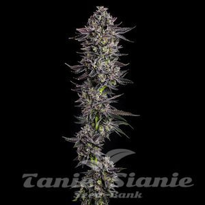 The Scrooge - COMPOUND GENETICS - 2