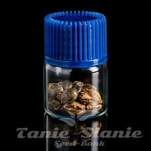 The Scrooge - COMPOUND GENETICS - 4