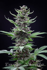 Tropicana Cookies Auto - FASTBUDS - 2