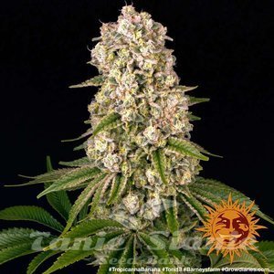 Tropicanna Banana - BARNEY'S FARM - 5