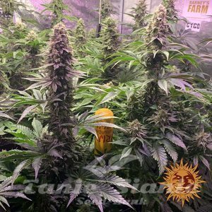 Tropicanna Banana - BARNEY'S FARM - 7