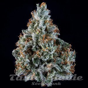 Walter White Auto - MEPHISTO GENETICS - 4
