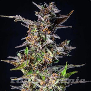 Watermelon Auto - 1