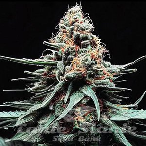 Watermelon Zkittlez Auto - 1