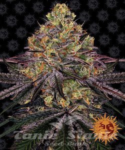 Watermelon Zkittlez - BARNEY'S FARM - 1
