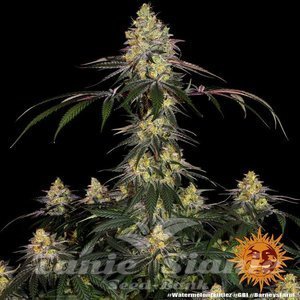 Watermelon Zkittlez - BARNEY'S FARM - 3