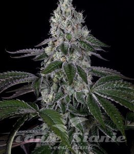 Wedding Cake - 1