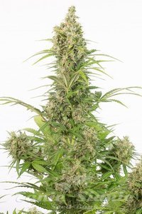 White Widow CBD Auto - 1
