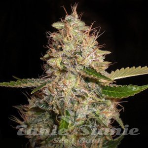 White Widow x Critical - 1