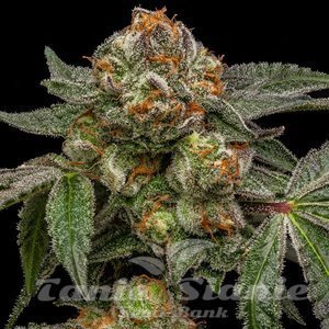 Zake - RIPPER SEEDS - 1