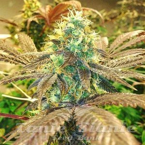Zkittlez - 1