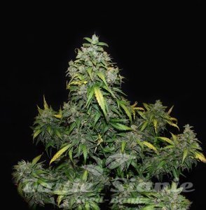 Zkittlez Auto - 1