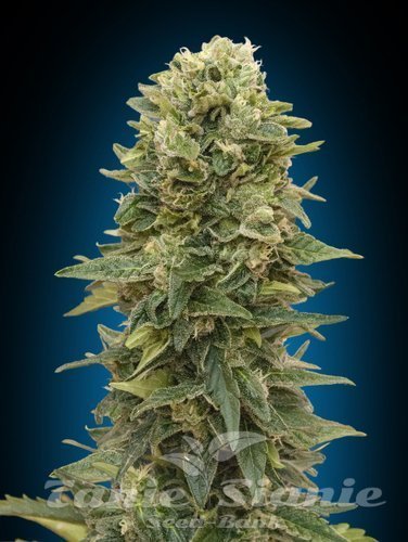 Nasiona Marihuany Female Mix - 00 SEEDS BANK
