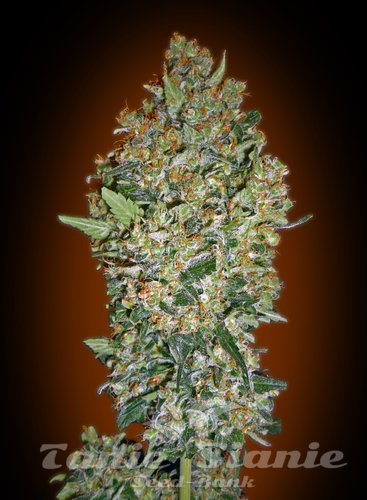 Nasiona Marihuany Feminized Collection #1 - 00 SEEDS BANK