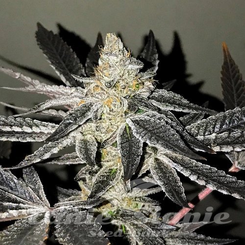 Nasiona Marihuany 2y2 - R-KIEM SEEDS